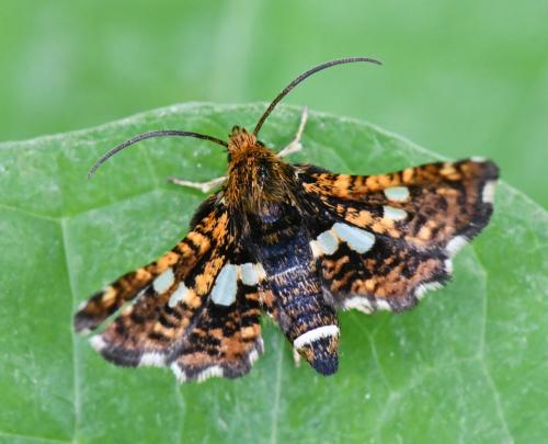 Réf. 283 590 : Thyris fenestrella